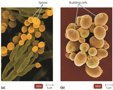 Fungal spores and budding yeast cells under a scanning electron microscope