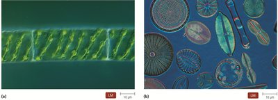 Examples of algae under a light microscope