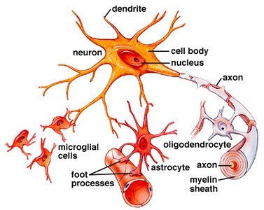 Diagram of neuron and neuroglia cell types