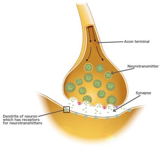 Diagram of a synapse showing neurotransmitter release