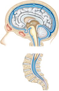 Diagram of the brain and spinal cord showing the meninges and central canal