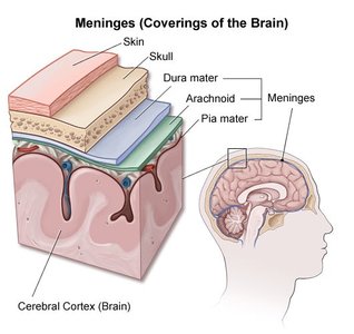 Diagram of the meninges and their layers