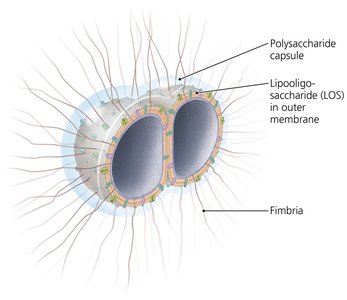 Neisseria meningitidis structure