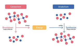 Diagram of catabolism and anabolism