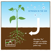 Microbial nitrogen fixation in plant roots