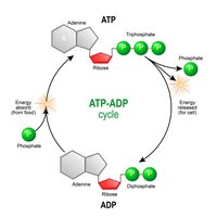 ATP-ADP cycle diagram