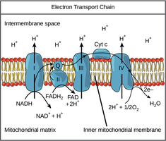Electron transport chain diagram