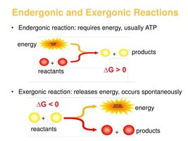 ATP-ADP cycle diagram