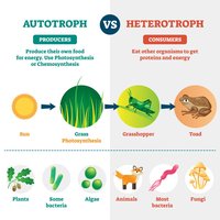 Autotroph vs Heterotroph comparison
