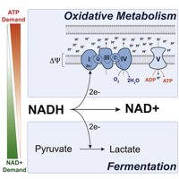 NADH/NAD+ cycle in respiration and fermentation