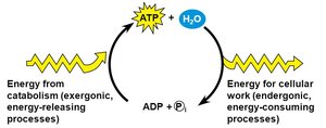 Coupling reactions with ATP