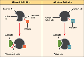 Allosteric regulation diagram