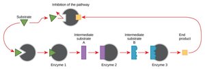 Feedback inhibition diagram
