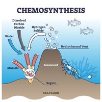 Chemosynthesis at hydrothermal vents