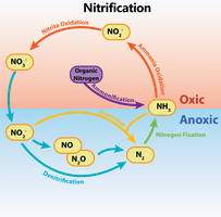 Nitrification cycle