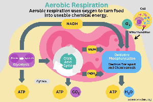 Aerobic respiration pathway