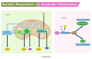 Aerobic vs Anaerobic respiration