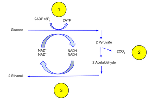 Fermentation pathway