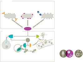 Diagram of complement cascade and outcomes