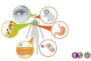 Diagram of mechanical, chemical, and physical barriers