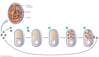 Life cycle of a typical Microsporidium