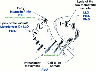 Listeria intracellular spread