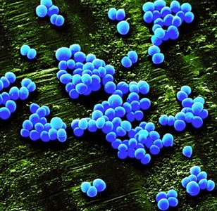 Staphylococcus aureus adhering to surface