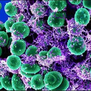 Staphylococcus epidermidis adhering to each other