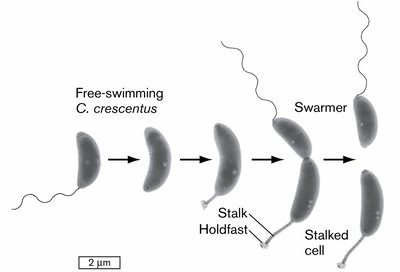 Caulobacter crescentus cell division and holdfast
