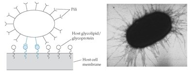 E. coli pili attaching to host cell