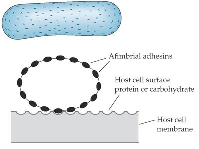 Afimbrial adhesins binding to host cell