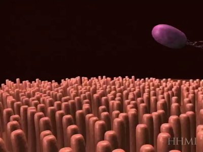 Gram-negative bacteria attaching to surfaces