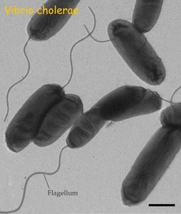 Vibrio cholerae with flagellum
