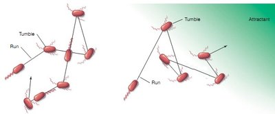 E. coli random walk model