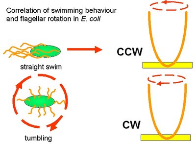 E. coli swimming and tumbling