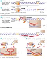 Events in prokaryotic transcription