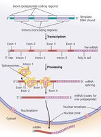 Processing of eukaryotic mRNA