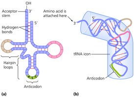 Structure of tRNA
