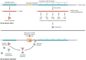 The trp operon: repressible operon