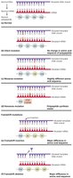 Types and effects of point mutations