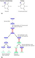 Nucleotide analogs and their effects
