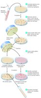 Negative selection to isolate tryptophan auxotrophs