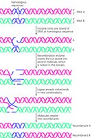 Genetic recombination process