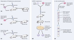 Transformation in Streptococcus pneumoniae
