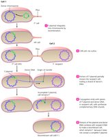 Conjugation involving an Hfr cell