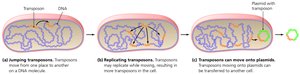 Transposition process