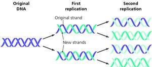 Semiconservative model of DNA replication