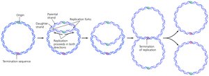 Bidirectionality of DNA replication in prokaryotes