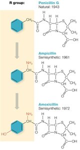 Chemical modification of penicillin to create semisynthetic derivatives