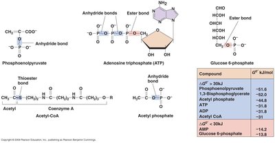 Common high-energy bonds in cells
